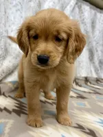 Squirt -AKC, a male Golden Retriever for sale in Caney, KS – 6 of 10