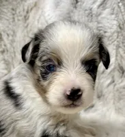 Archie, a male Miniature Australian Shepherd for sale in Caney, KS – Photo 2 of 4