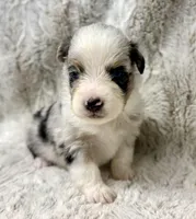 Archie, a male Miniature Australian Shepherd for sale in Caney, KS – Photo 3 of 4