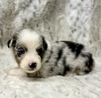 Archie, a male Miniature Australian Shepherd for sale in Caney, KS – Photo 1 of 4