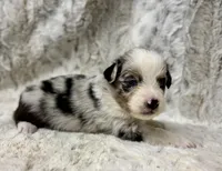 Archie, a male Miniature Australian Shepherd for sale in Caney, KS – Photo 4 of 4