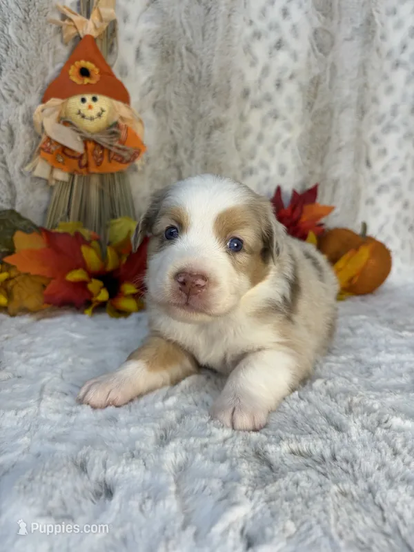 Amber – Miniature Australian Shepherd puppy for sale in Caney, KS