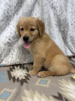 Samson -AKC, a male Golden Retriever for sale in Caney, KS – 4 of 9