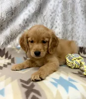 Squirt -AKC, a male Golden Retriever for sale in Caney, KS – 3 of 10