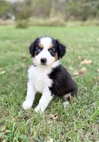 Berkley - ready for you!, a female Miniature Australian Shepherd for sale in Caney, KS – 5 of 9