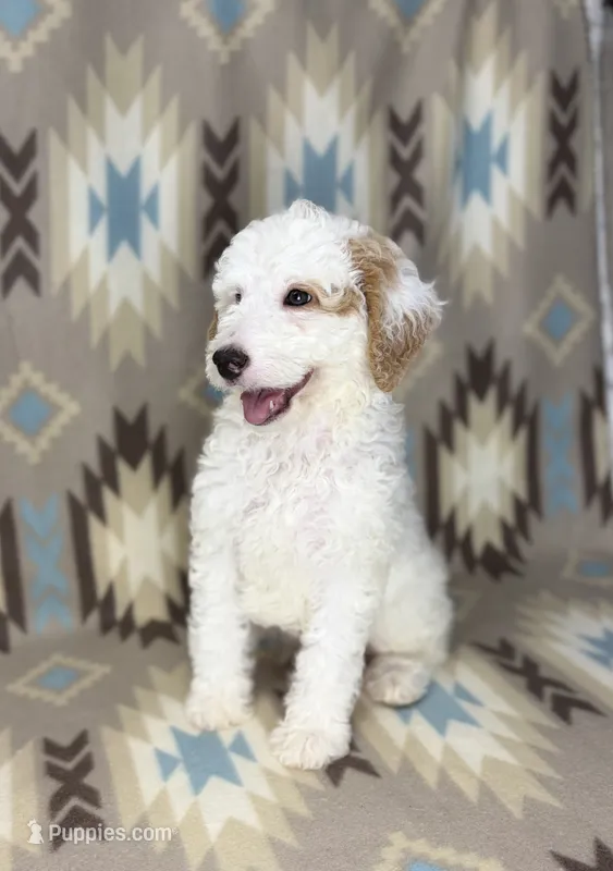 Waylon F1b READY! – Miniature Goldendoodle puppy for sale in Caney, KS