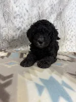 Wally F1b, a male Miniature Goldendoodle for sale in Caney, KS – 2 of 5