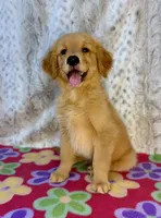 Sable - AKC clear & ready 2 go, a female Golden Retriever for sale in Caney, KS – 2 of 10