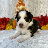 Berkley, a female Miniature Australian Shepherd for sale in Caney, KS – 3 of 4