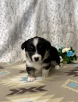 Lexi, a female Pembroke Welsh Corgi for sale in Caney, KS – Photo 5 of 8