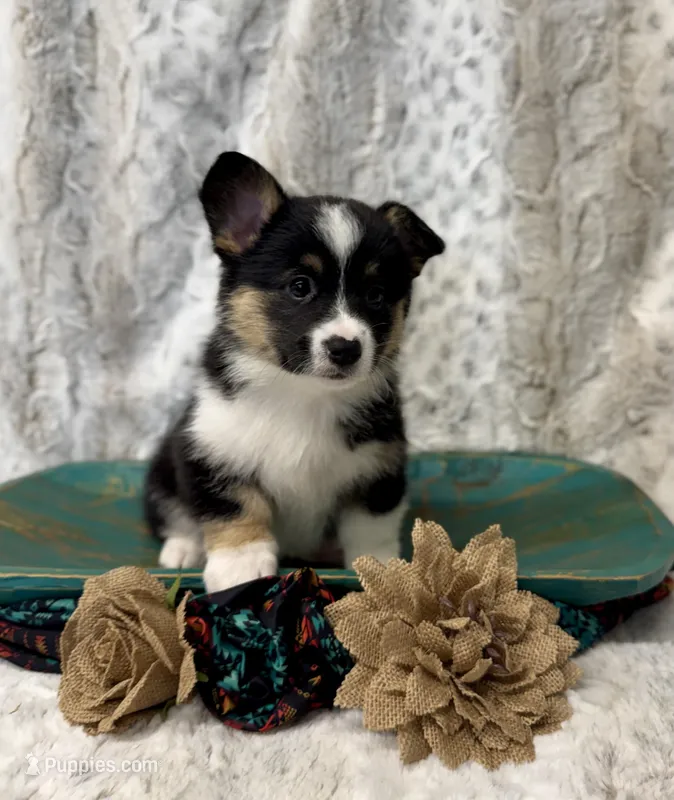 Lexi – Pembroke Welsh Corgi puppy for sale in Caney, KS
