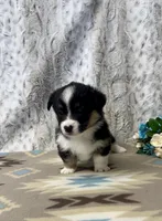 Lexi, a female Pembroke Welsh Corgi for sale in Caney, KS – Photo 3 of 8