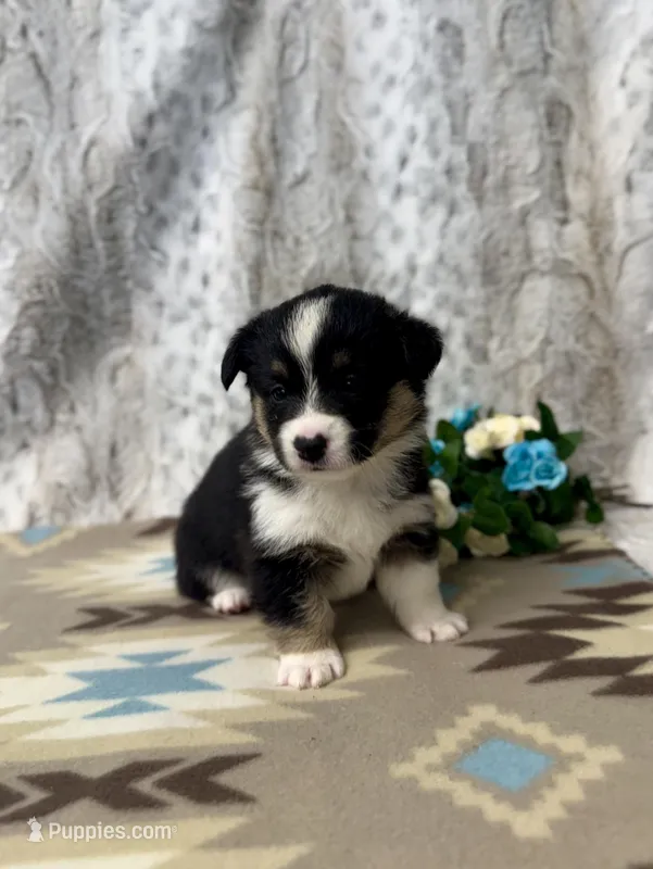 Lexi – Pembroke Welsh Corgi puppy for sale in Caney, KS
