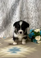 Lexi, a female Pembroke Welsh Corgi for sale in Caney, KS – Photo 2 of 8