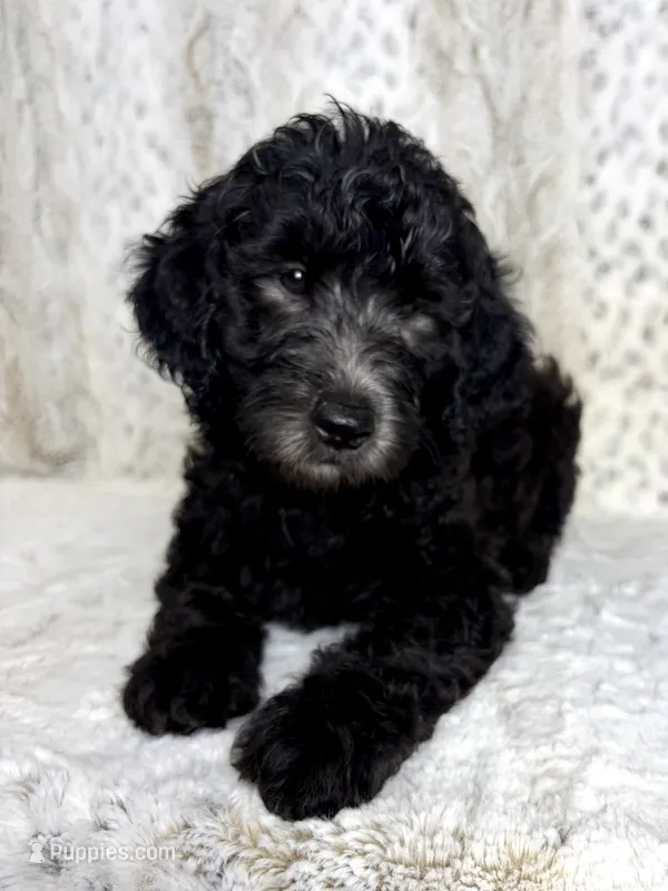 Winston F1b - I’m ready! – Miniature Goldendoodle puppy for sale in Caney, KS
