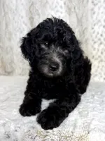 Winston F1b - I’m ready!, a male Miniature Goldendoodle for sale in Caney, KS – 1 of 9