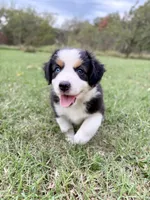 Berkley - ready for you!, a female Miniature Australian Shepherd for sale in Caney, KS – 3 of 9