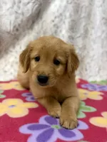 Sandy, a female Golden Retriever for sale in Caney, KS – 3 of 4