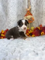 Maple, a female Miniature Australian Shepherd for sale in Caney, KS – 3 of 5
