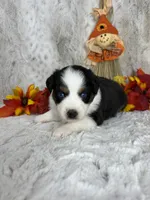 Bailey, a female Miniature Australian Shepherd for sale in Caney, KS – 6 of 6