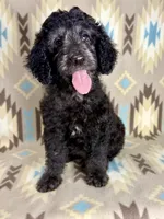 Willie F1b - READY!!, a male Miniature Goldendoodle for sale in Caney, KS – 2 of 10