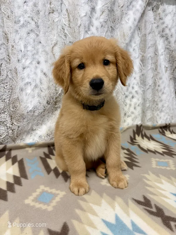 Pal – Golden Retriever puppy for sale in Caney, KS