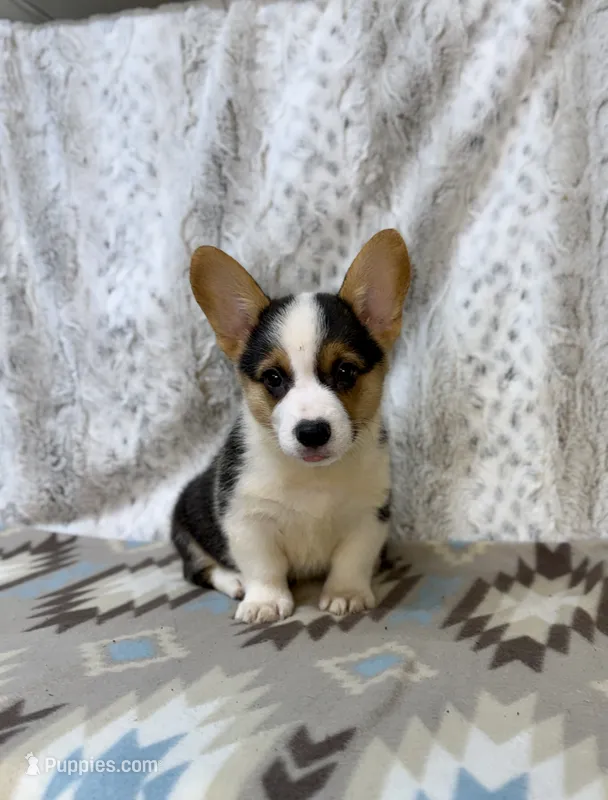 Clyde  – Pembroke Welsh Corgi puppy for sale in Caney, KS
