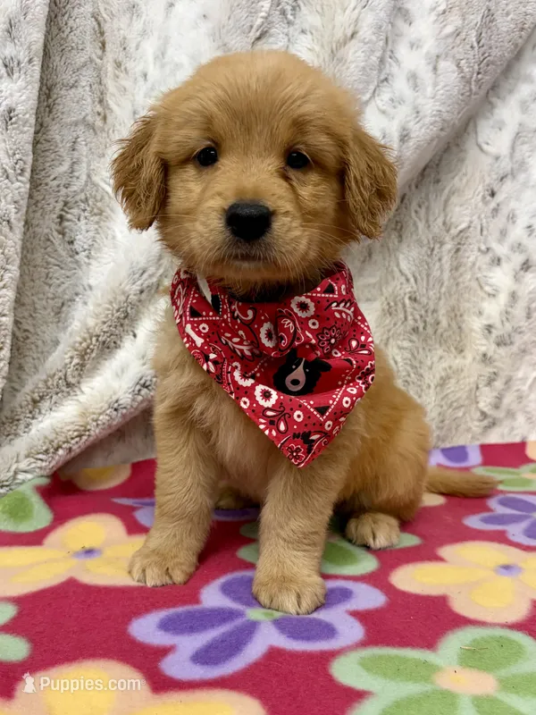 Sable – Golden Retriever puppy for sale in Caney, KS
