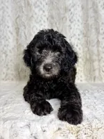 Winston F1b - I’m ready!, a male Miniature Goldendoodle for sale in Caney, KS – 3 of 9