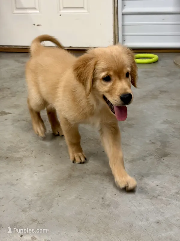 Samson -AKC clear genetics – Golden Retriever puppy for sale in Caney, KS