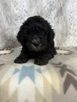 Wally F1b, a male Miniature Goldendoodle for sale in Caney, KS – 4 of 5