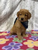 Scarlet , a female Golden Retriever for sale in Caney, KS – 2 of 6