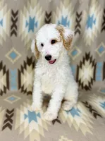 Waylon F1b READY!, a male Miniature Goldendoodle for sale in Caney, KS – 4 of 10