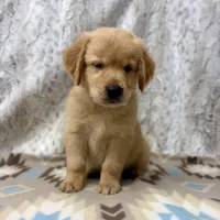 Samson -AKC, a male Golden Retriever for sale in Caney, KS – 6 of 9