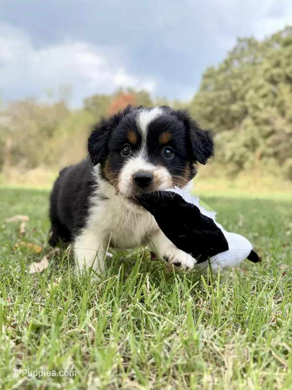 Boone  - Ready! – Miniature Australian Shepherd puppy for sale in Caney, KS