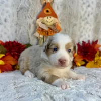 Amber, a female Miniature Australian Shepherd for sale in Caney, KS – 2 of 5