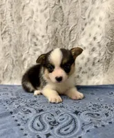 Clyde , a male Pembroke Welsh Corgi for sale in Caney, KS – 4 of 4