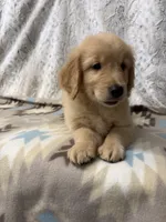Sonny - AKC, a male Golden Retriever for sale in Caney, KS – 2 of 10