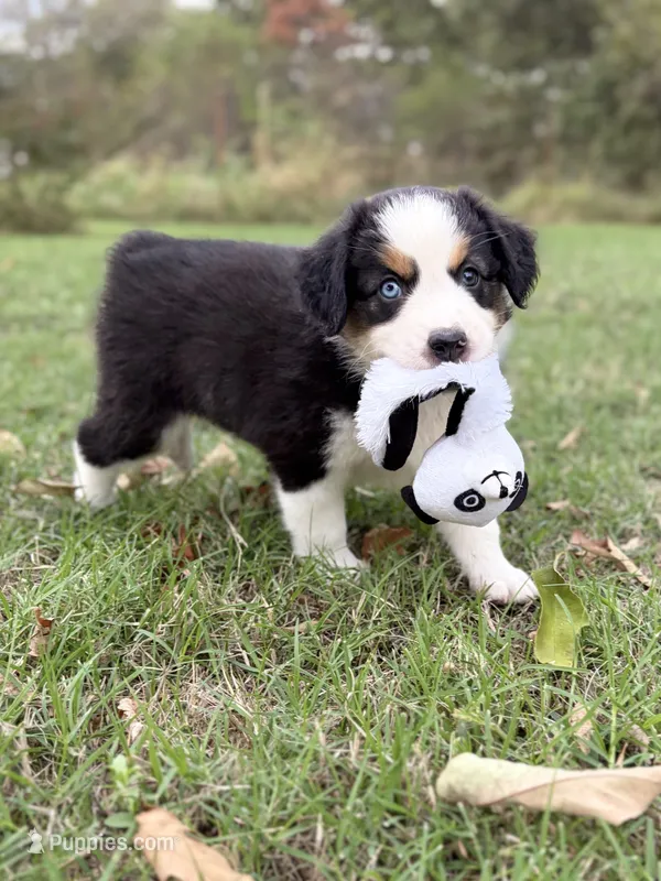 Berkley - ready for you! – Miniature Australian Shepherd puppy for sale in Caney, KS