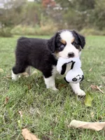 Berkley - ready for you!, a female Miniature Australian Shepherd for sale in Caney, KS – 1 of 9
