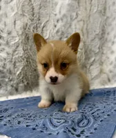 Charlie, a male Pembroke Welsh Corgi for sale in Caney, KS – 2 of 4