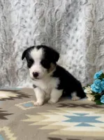 Luna, a female Pembroke Welsh Corgi for sale in Caney, KS – Photo 5 of 8