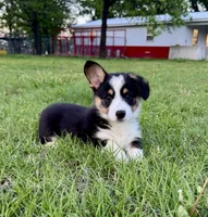 Lucy, a female Pembroke Welsh Corgi for sale in Caney, KS – 2 of 8