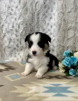 Luna, a female Pembroke Welsh Corgi for sale in Caney, KS – Photo 6 of 8