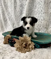 Luna, a female Pembroke Welsh Corgi for sale in Caney, KS – 6 of 8