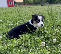 Luna, a female Pembroke Welsh Corgi for sale in Caney, KS – 5 of 8