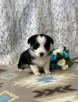 Luna, a female Pembroke Welsh Corgi for sale in Caney, KS – Photo 3 of 8