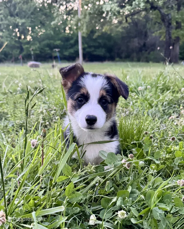 Luna – Pembroke Welsh Corgi puppy for sale in Caney, KS