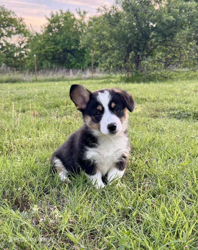 Lucy – Pembroke Welsh Corgi puppy for sale in Caney, KS