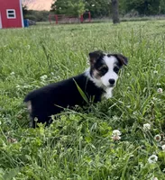 Luna, a female Pembroke Welsh Corgi for sale in Caney, KS – 3 of 8